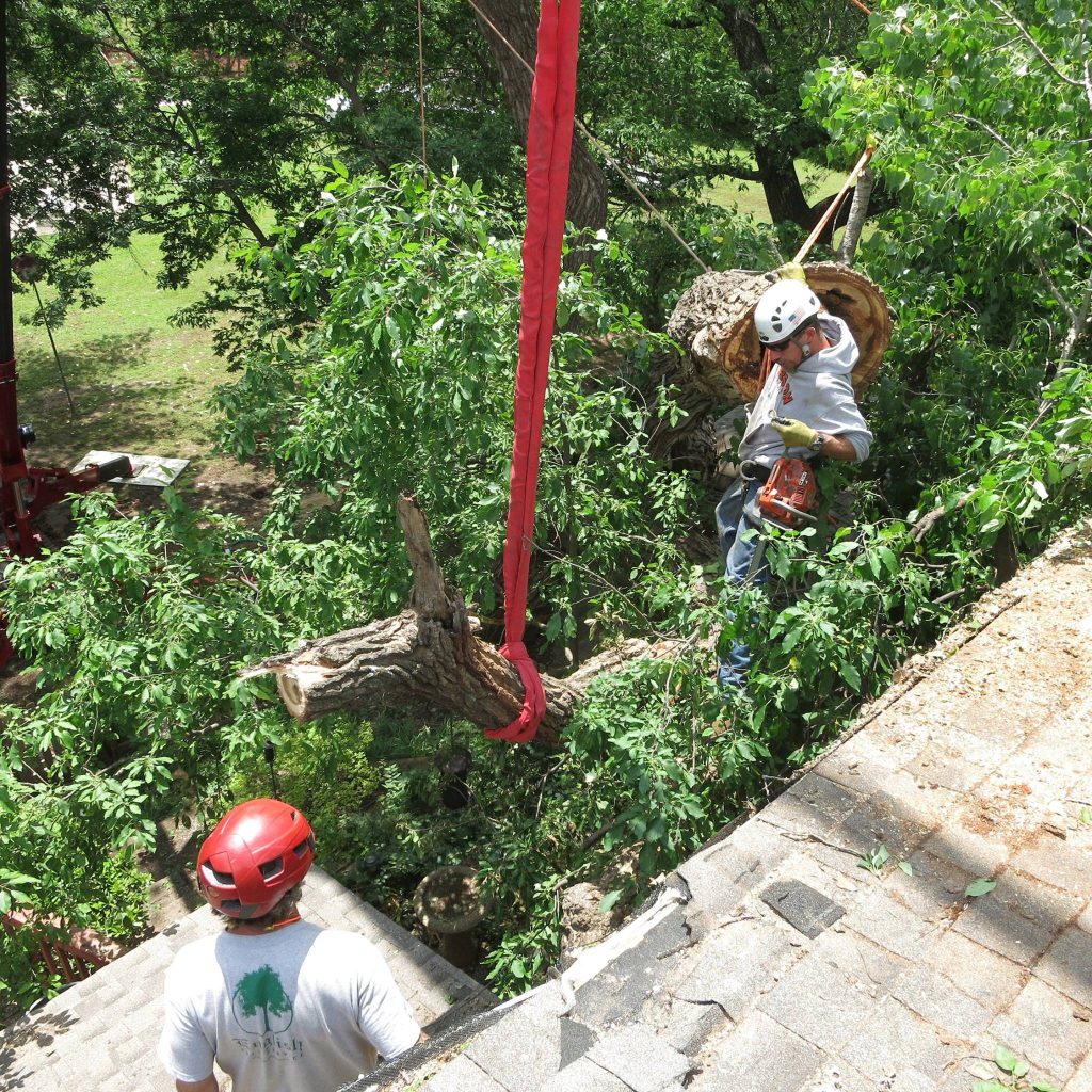 How to Choose an Arborist 1